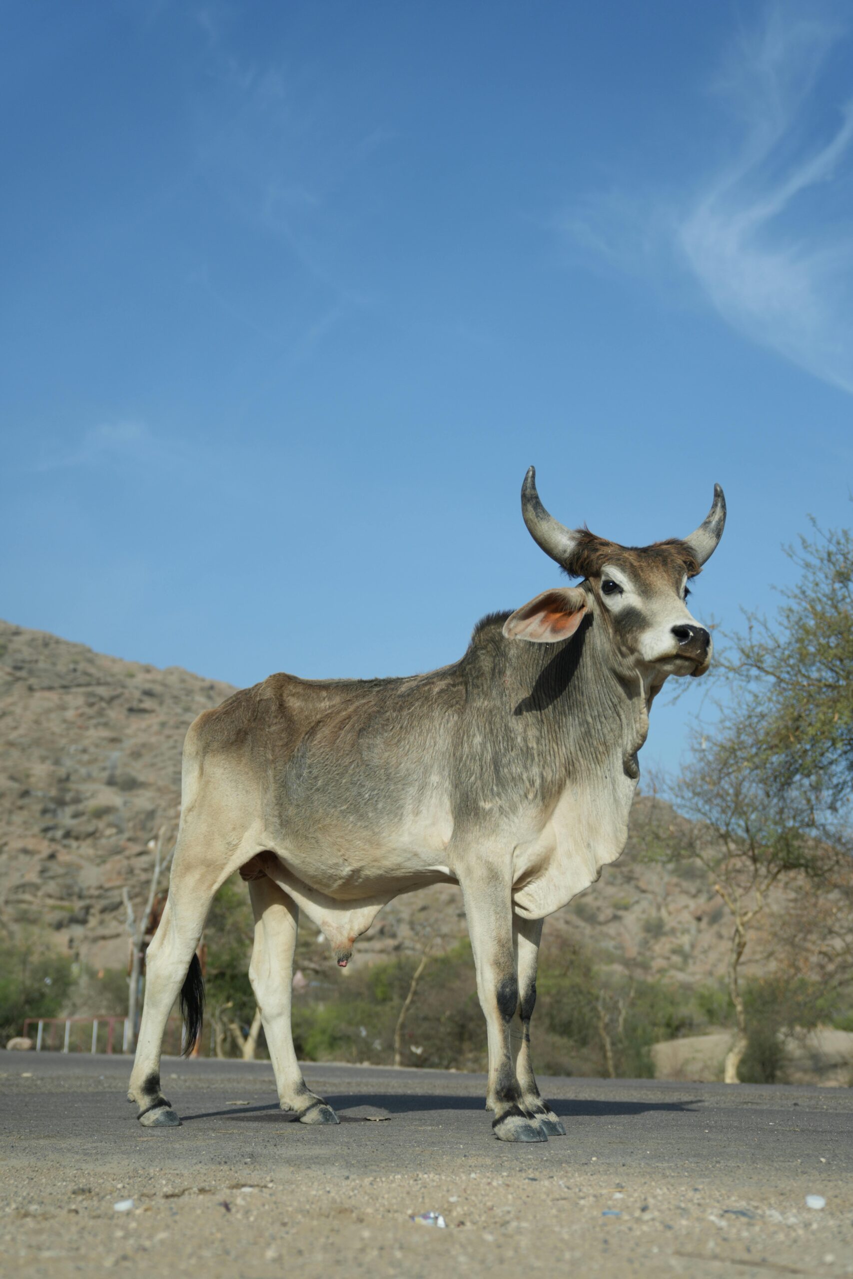 A Hariana cow standing on a rural road under a blue sky in Sindhari, India.